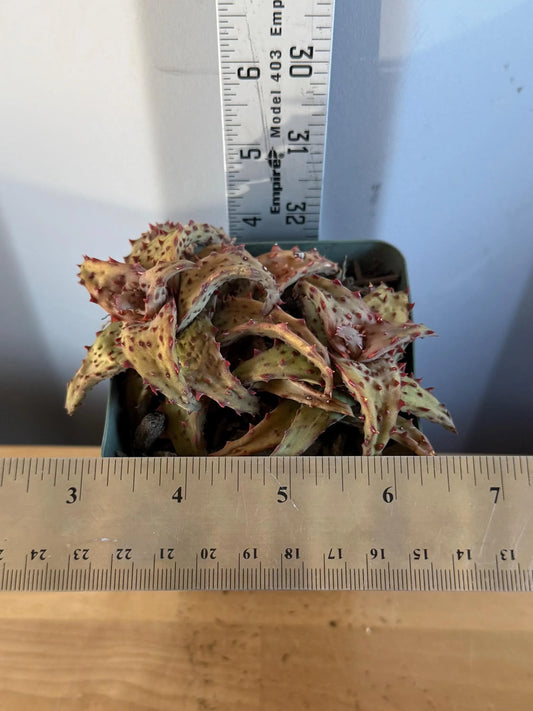 Aloe castilloniae (L30)