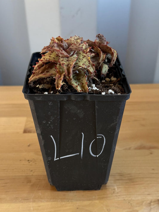 Aloe castilloniae (L10)