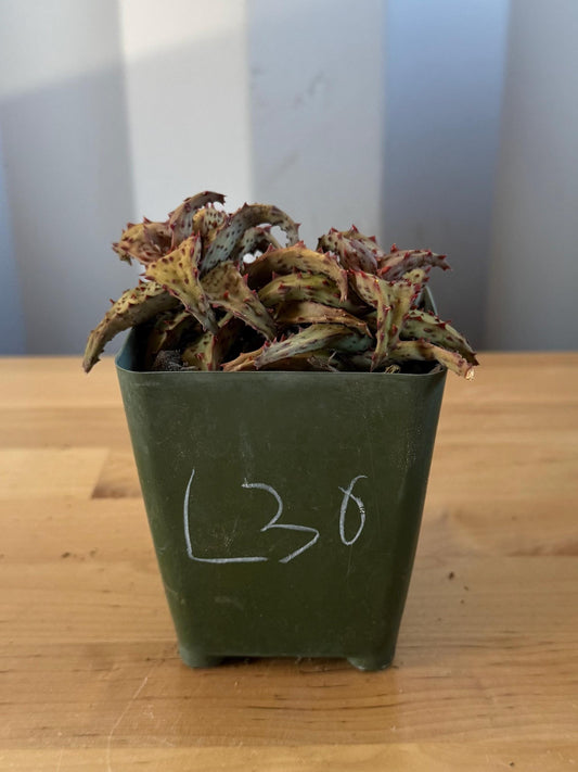 Aloe castilloniae (L30)