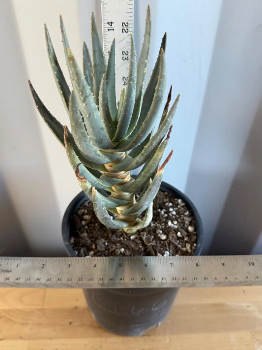 Aloe dichotoma | 'Quiver Tree' LL66