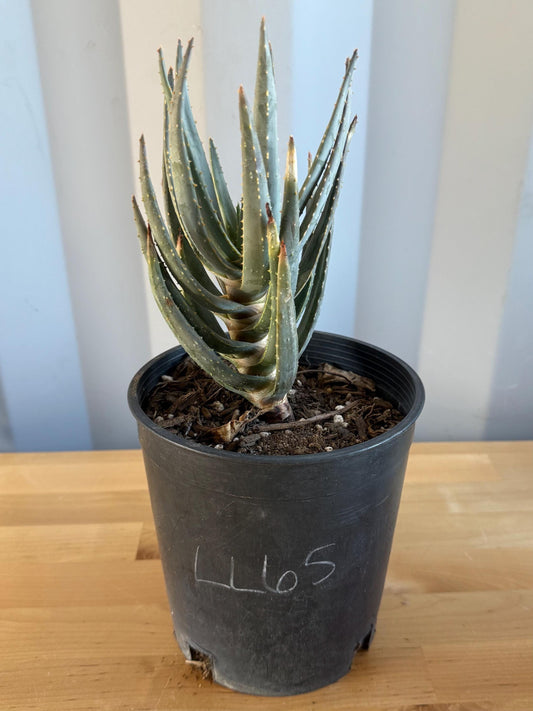 Aloe dichotoma | 'Quiver Tree' LL65