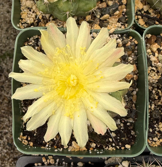 4-inch Copiapoa hypogaea