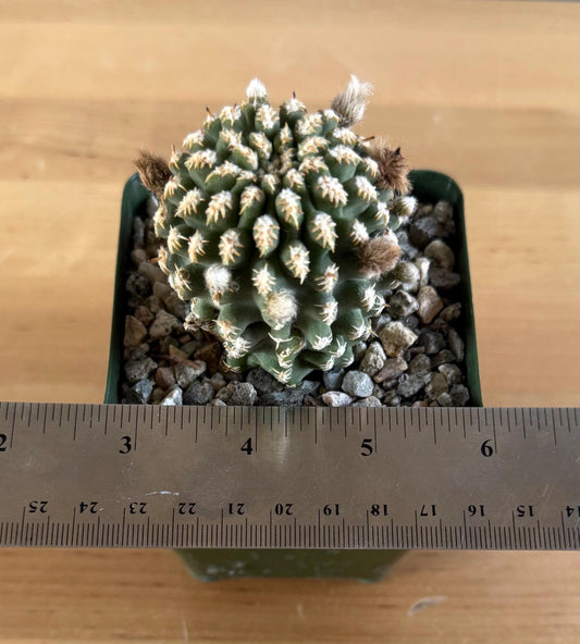 4-inch Pygmaeocereus bieblii L3