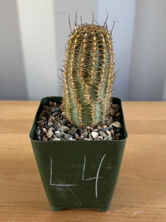 4-inch Echinopsis backebergii | Lobivia winteriana L4