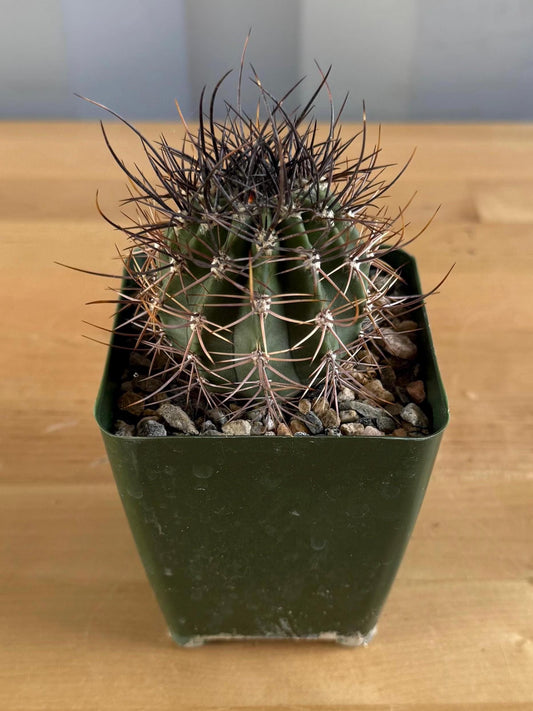4-inch Echinopsis melanopotamica | Echinopsis leucantha