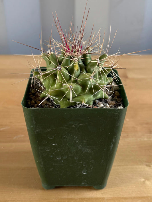 4-inch Hamatocactus davisii | Ferocactus hamatacanthus var. davisii