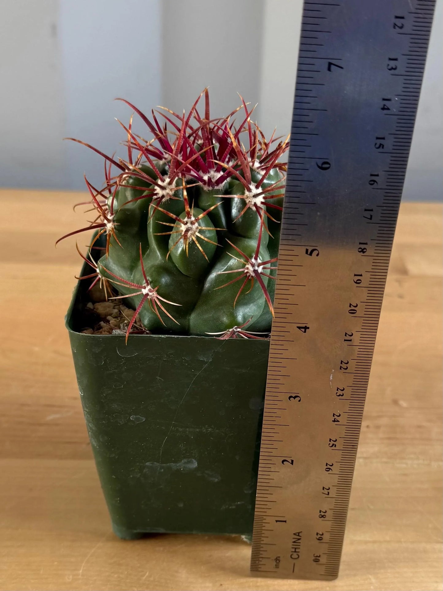 4-inch Ferocactus viridescens var. orcuttii