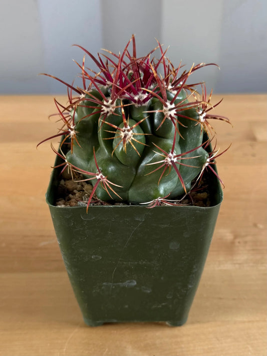 4-inch Ferocactus viridescens var. orcuttii