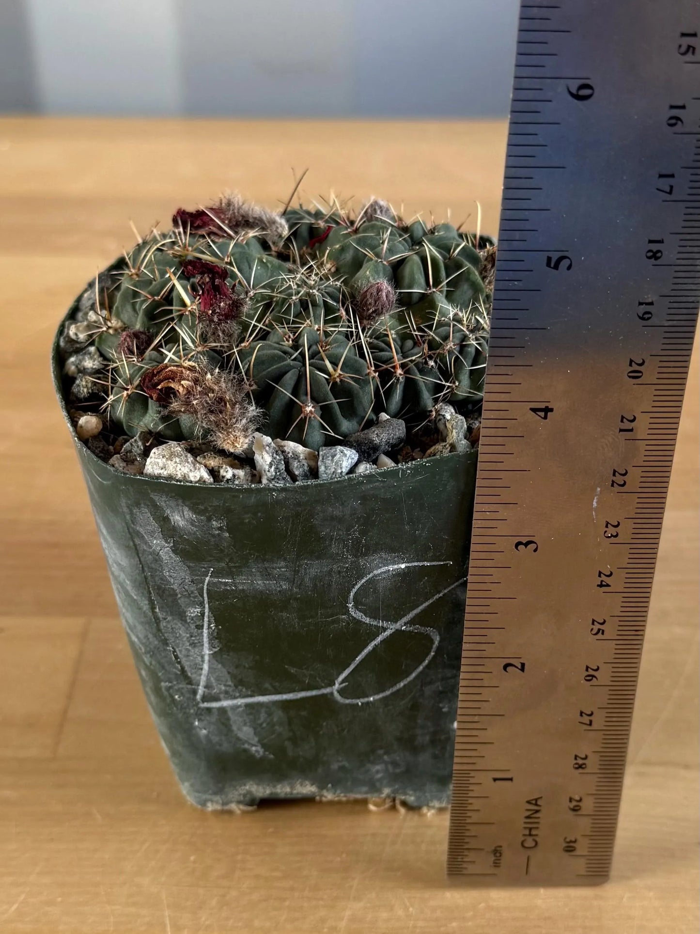 4-inch Lobivia schreiterii L8