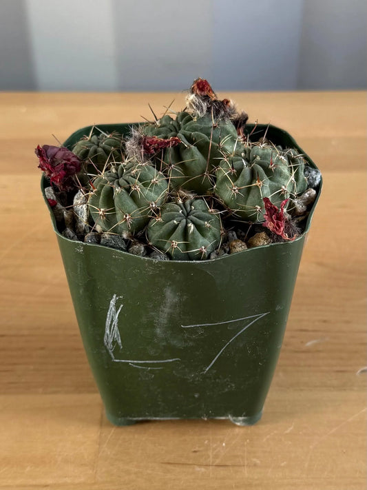 4-inch Lobivia schreiterii L7