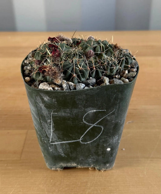 4-inch Lobivia schreiterii L8