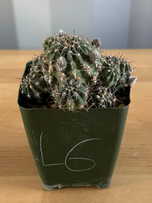 4-inch Lobivia schreiterii L6