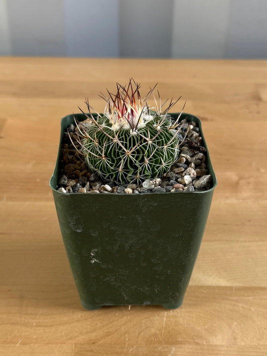 4-inch Stenocactus multicostatus
