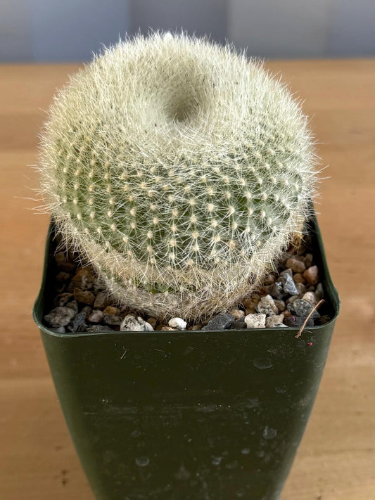 4-inch Large ‘Scarlet Ball' Cactus | Parodia haselbergii