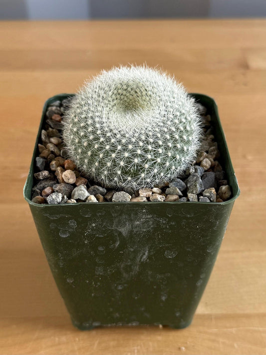4-inch Small ‘Scarlet Ball Cactus’ | Parodia haselbergii