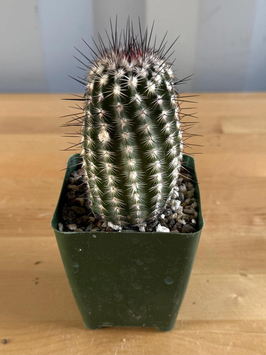 4-inch Echinocereus reichenbachii 'Lace Hedgehog Cactus'