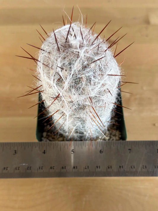 4-inch Oreocereus trollii ‘Old Man of the Andes’