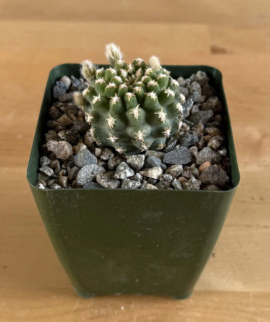 4-inch Pygmaeocereus bieblii