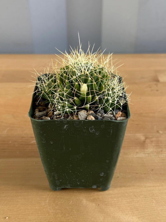 4-inch Mammillaria camptotricha | Bird’s Nest Cactus