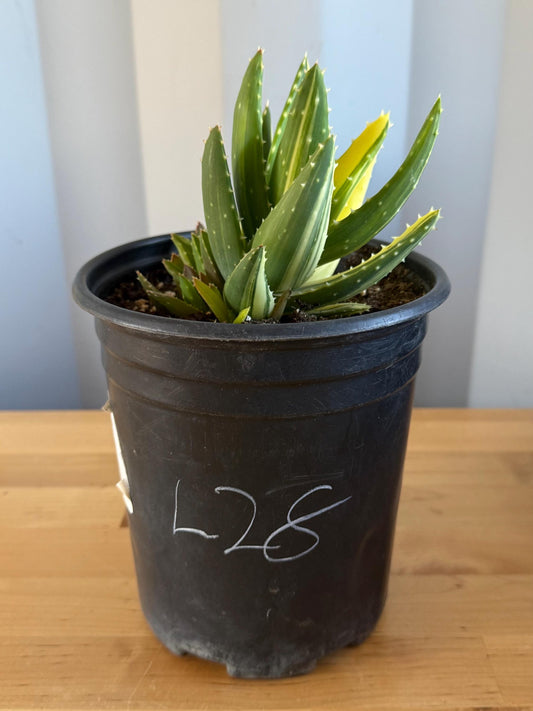 Golden Toothed Aloe (L28) | Variegated Aloe nobilis