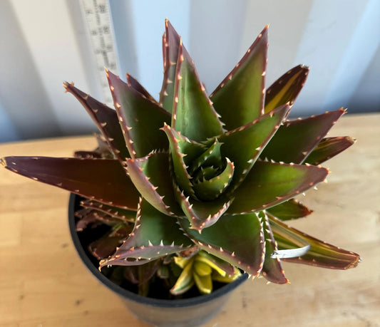Golden Toothed Aloe (L90) | Variegated Aloe nobilis