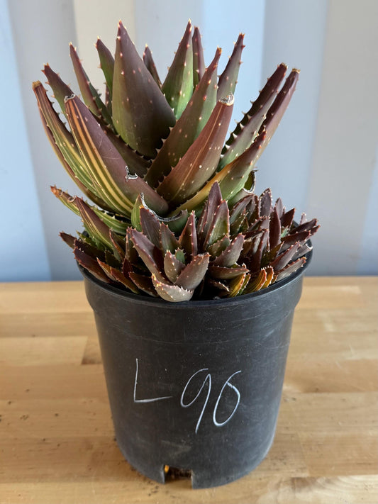 Golden Toothed Aloe (L90) | Variegated Aloe nobilis