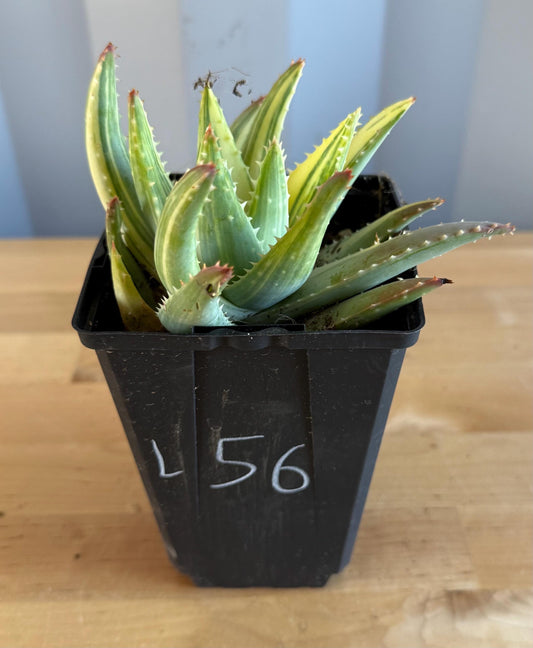 4-inch Golden Toothed Aloe (L56) | Variegated Aloe nobilis