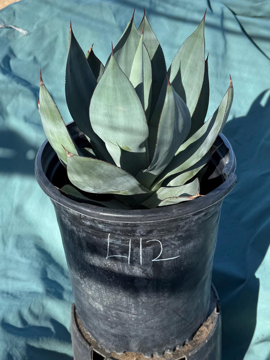 Agave celsii 'Nova' (L112)