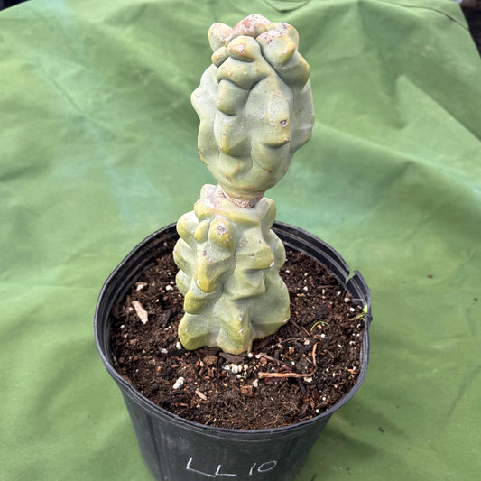 Totem Pole Cactus (LL10) | Pachycereus schottii f. monstrosus