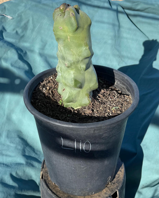 Totem Pole Cactus (L110) | Pachycereus schottii f. monstrosus
