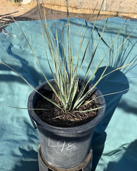 5gal Desert Spoon (L98) | Dasylirion wheeleri