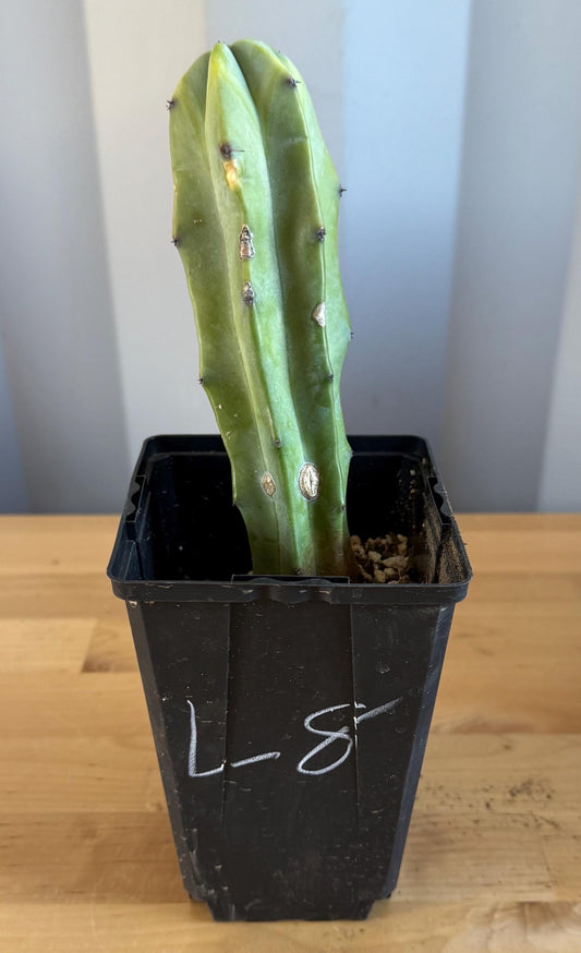 Myrtillocactus geometrizans (L8)