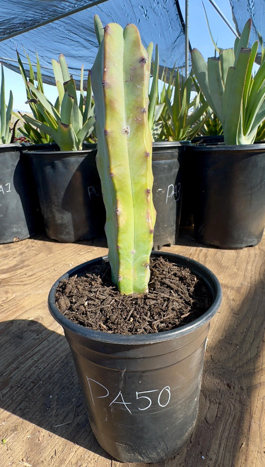 Myrtillocactus geometrizans (PA50)