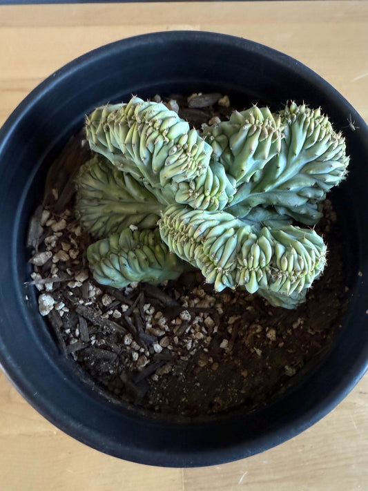 UNIQUE Crested Cactus | Myrtillocactus geometrizans ‘cristata’ (L26)