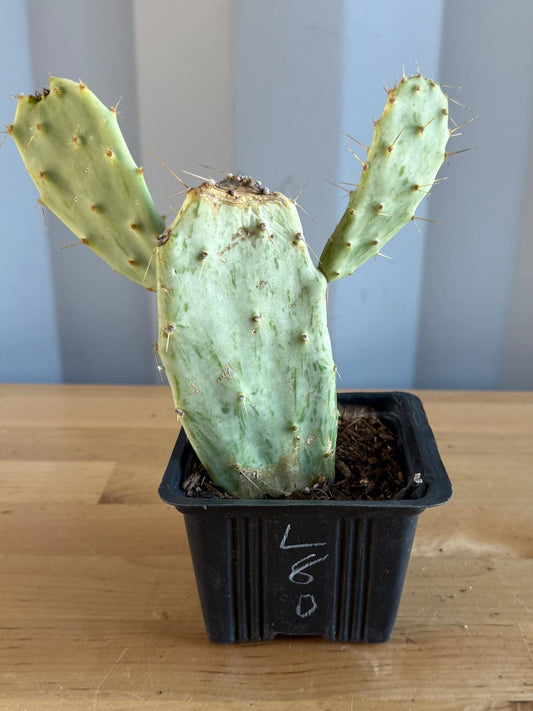 Variegated Prickly Pear (L80) | Opuntia White Variegated Form