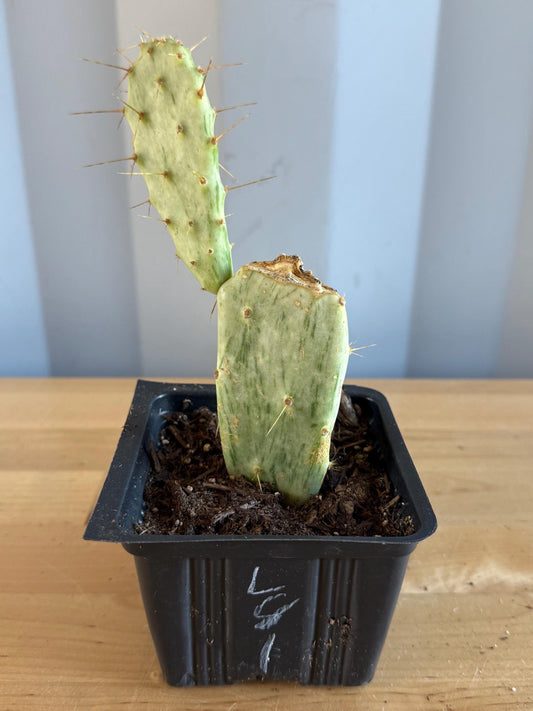 Variegated Prickly Pear (L81) | Opuntia White Variegated Form