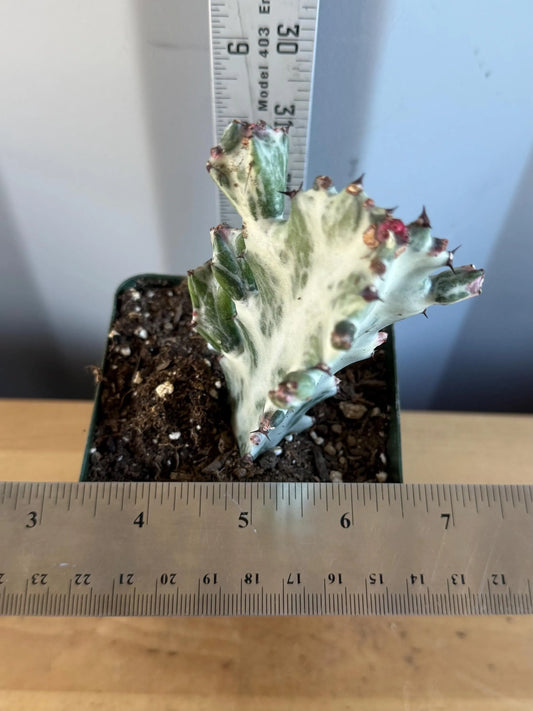 4-inch ‘Dragon Bones’ | Euphorbia lactea variegata ‘White Ghost’ (L68)
