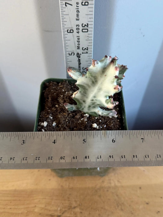 4-inch ‘Dragon Bones’ | Euphorbia lactea variegata ‘White Ghost’ (L74)