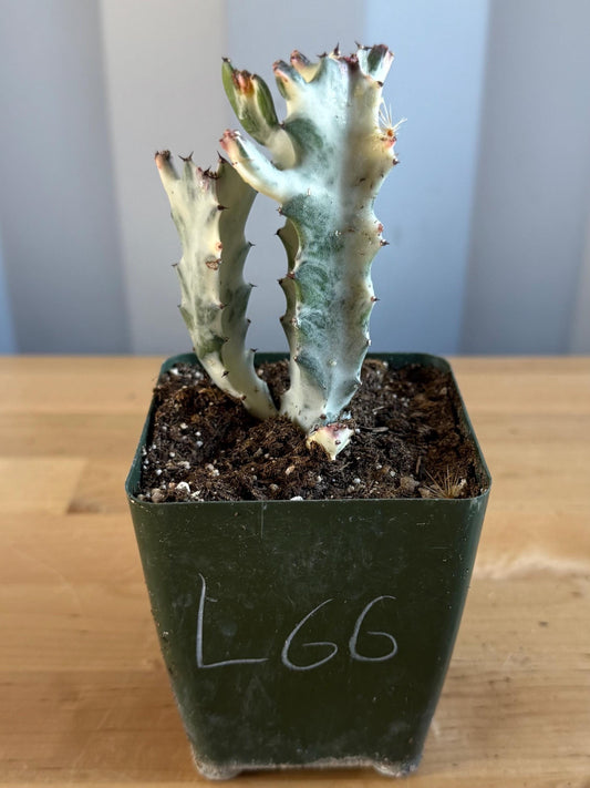 4-inch ‘Dragon Bones’ | Euphorbia lactea variegata ‘White Ghost’ (L66)