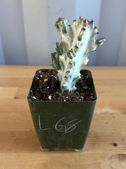 4-inch ‘Dragon Bones’ | Euphorbia lactea variegata ‘White Ghost’ (L68)