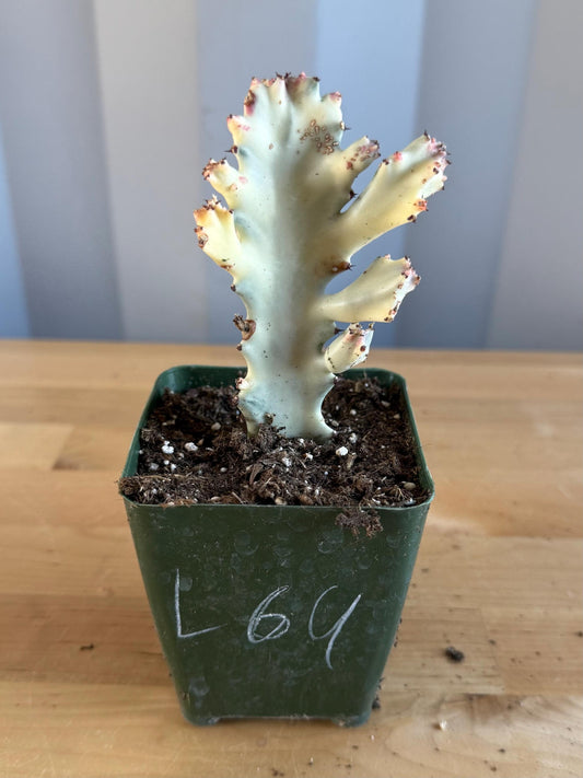 4-inch ‘Dragon Bones’ | Euphorbia lactea variegata ‘White Ghost’ (L69)