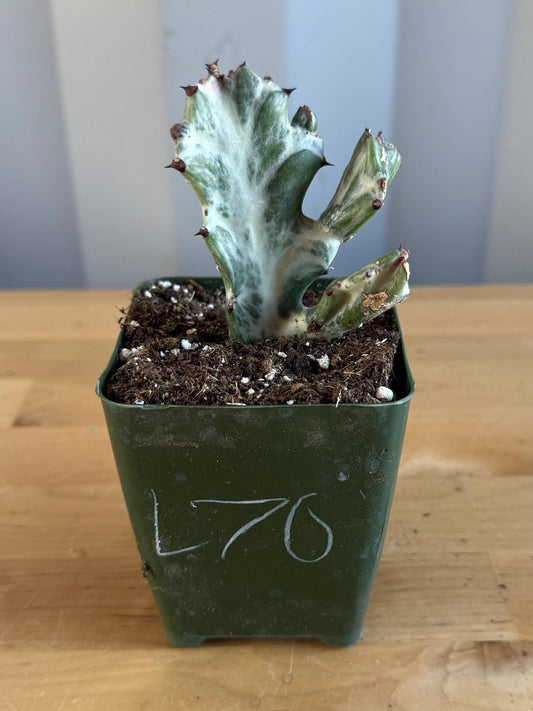 4-inch ‘Dragon Bones’ | Euphorbia lactea variegata ‘White Ghost’ (L70)