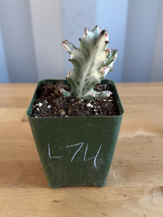 4-inch ‘Dragon Bones’ | Euphorbia lactea variegata ‘White Ghost’ (L74)