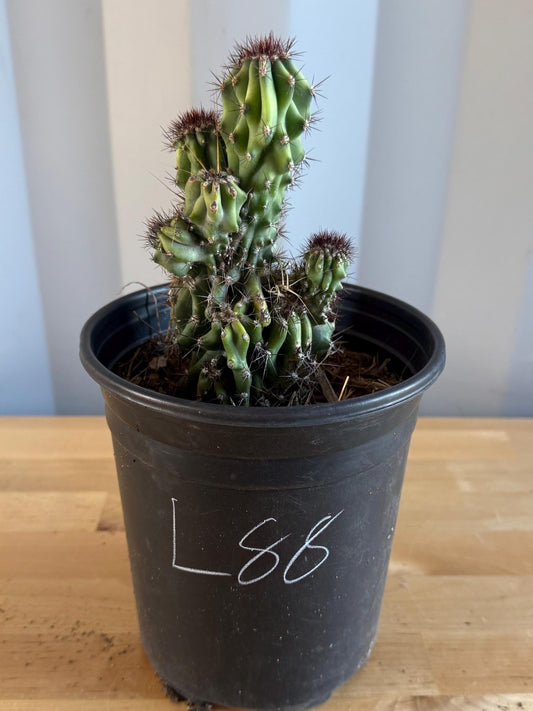 Cereus peruvianus ‘Monstrose’ Cactus (L88) | Monstrose Apple Cactus