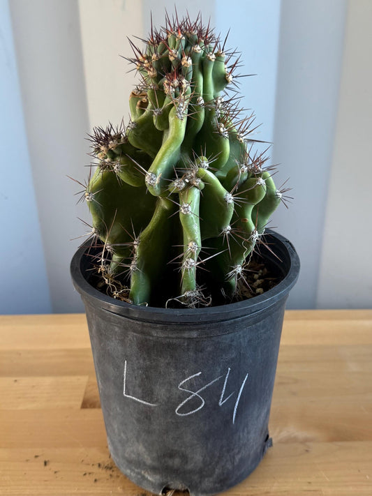 Cereus peruvianus ‘Monstrose’ Cactus (L84) | Monstrose Apple Cactus