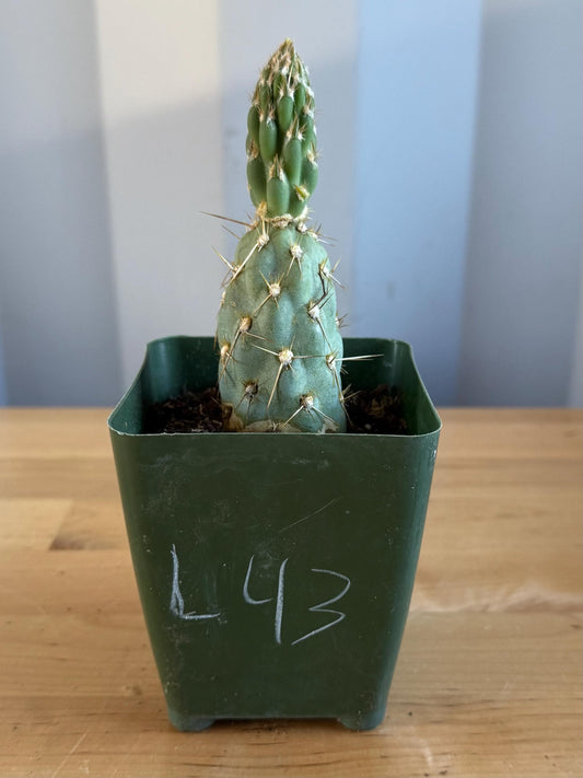 4-inch Miqueliopuntia miquelii (L43) | Opuntia miquelii