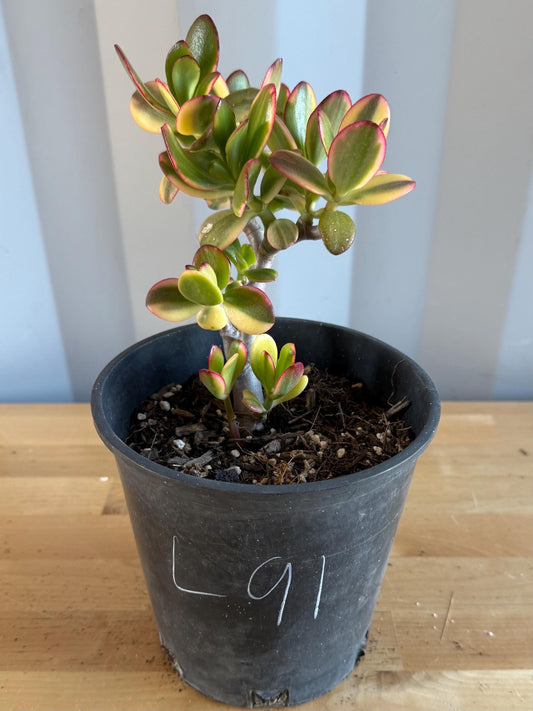 Lemon Lime Jade (L91) | Crassula ovata 'Lemon & Lime'