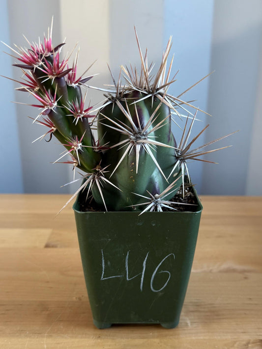 4-inch Opuntia invicta (L46) | Corynopuntia invicta