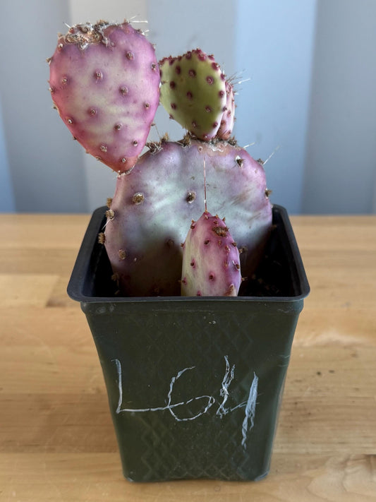 4-inch Opuntia Santa-Rita (L64) | Purple Prickly Pear Opuntia
