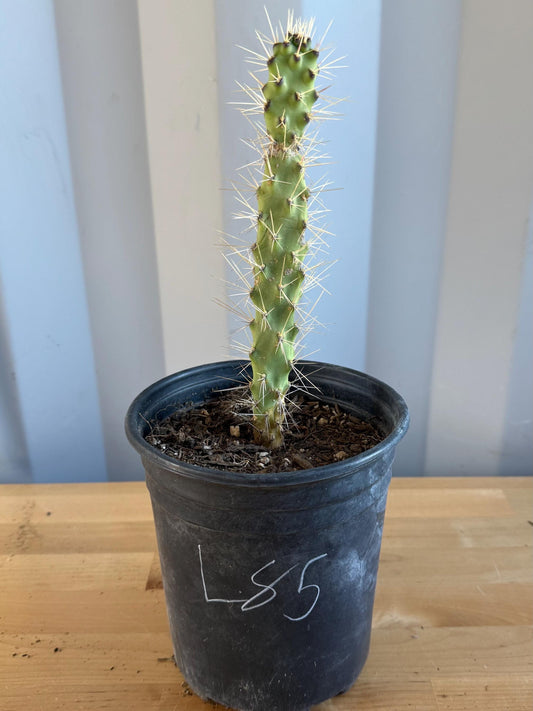 Cholla Cactus (L85) | Cylindropuntia cholla
